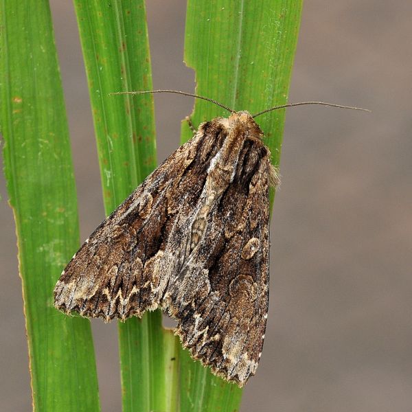 Apamea monoglypha